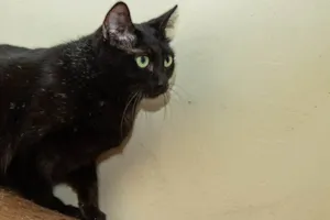 Gato raça SRD-ViraLata idade 1 ano nome Babette