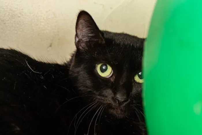 Gato ra a SRD-ViraLata idade 1 ano nome Babette