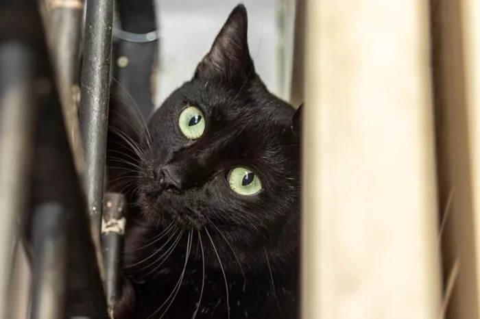 Gato ra a SRD-ViraLata idade 1 ano nome Babette