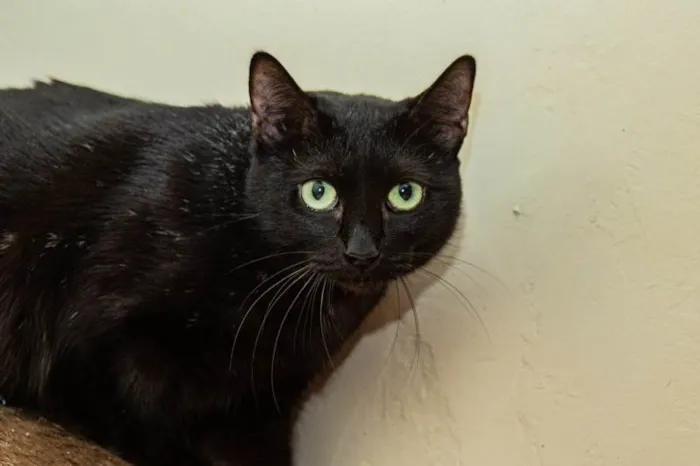 Gato ra a SRD-ViraLata idade 1 ano nome Babette