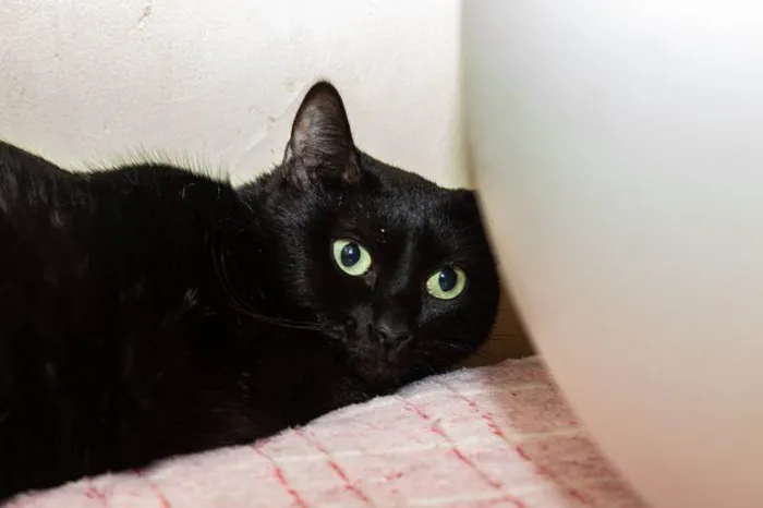 Gato ra a SRD-ViraLata idade 1 ano nome Babette