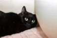 Babette