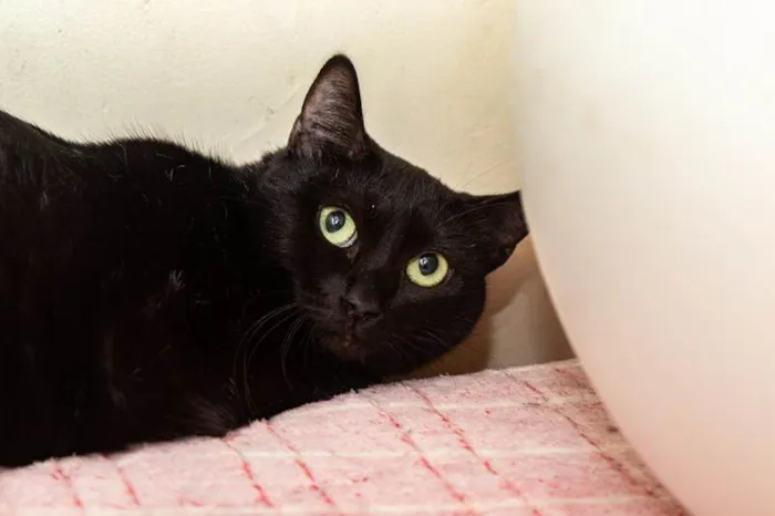Gato ra a SRD-ViraLata idade 1 ano nome Babette