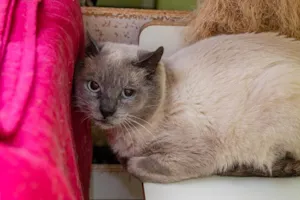 Gato raça SRD-ViraLata idade 2 anos nome Caliel