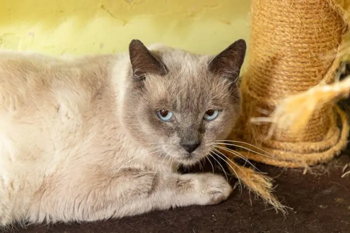 Gato ra a SRD-ViraLata idade 2 anos nome Caliel