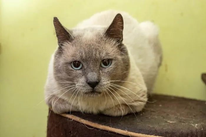 Gato ra a SRD-ViraLata idade 2 anos nome Caliel