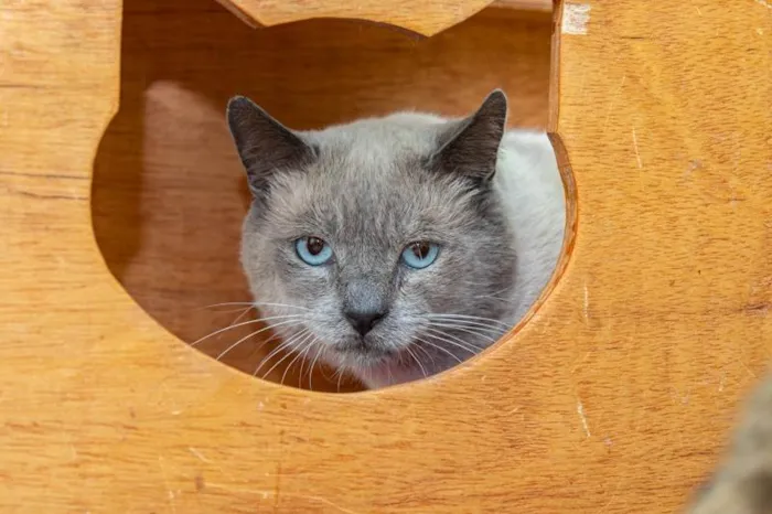 Gato ra a SRD-ViraLata idade 2 anos nome Caliel