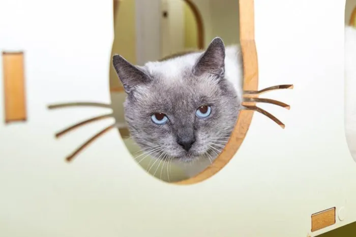 Gato ra a SRD-ViraLata idade 2 anos nome Caliel