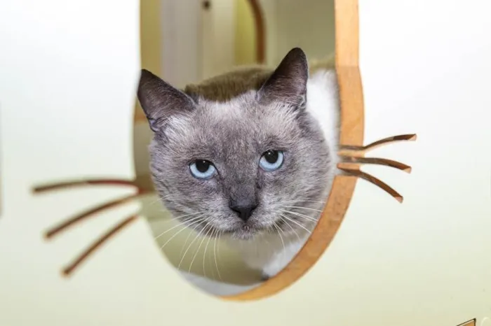 Gato ra a SRD-ViraLata idade 2 anos nome Caliel