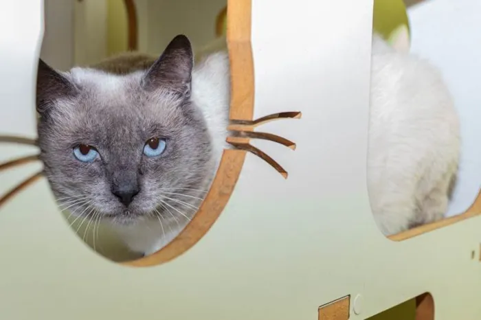 Gato ra a SRD-ViraLata idade 2 anos nome Caliel