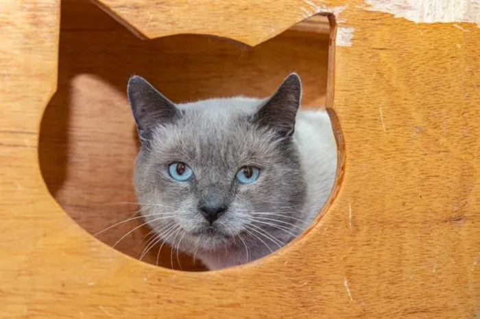 Gato ra a SRD-ViraLata idade 2 anos nome Caliel