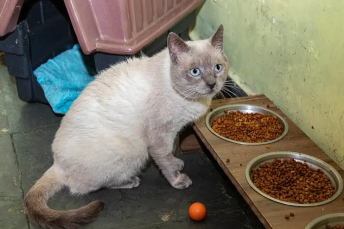Gato ra a SRD-ViraLata idade 2 anos nome Caliel