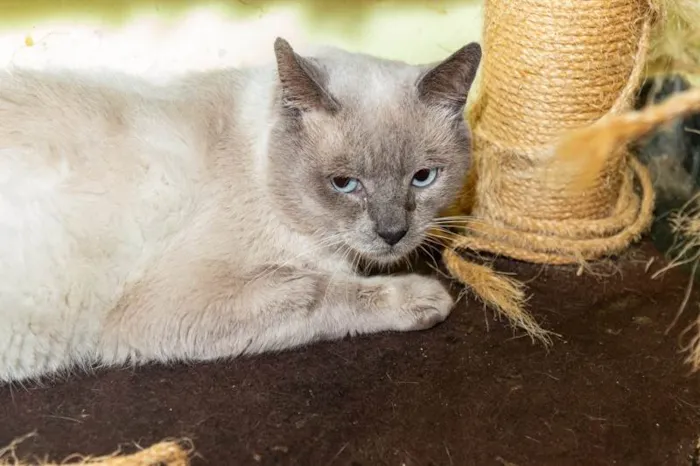 Gato ra a SRD-ViraLata idade 2 anos nome Caliel