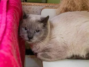 Gato raça SRD-ViraLata idade 2 anos nome Caliel