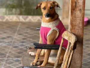 Cachorro raça SRD-ViraLata idade 1 ano nome Nina