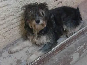 Cachorro raça Shnauzer idade 1 ano nome Não sei o nome