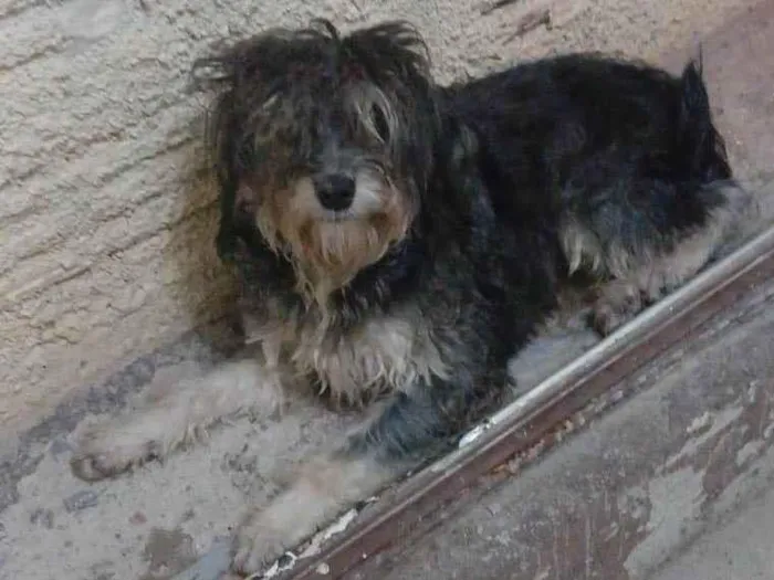 Cachorro ra a Shnauzer idade 1 ano nome Não sei o nome