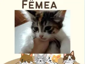 Gato raça Exótico idade 2 a 6 meses nome Lindinha 