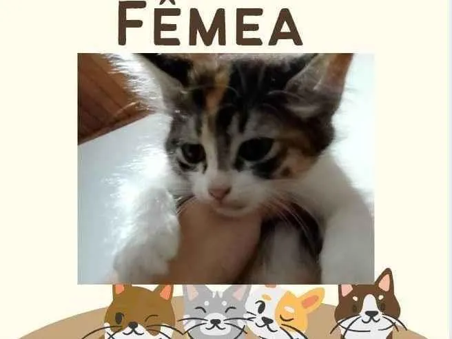 Gato ra a Exótico idade 2 a 6 meses nome Lindinha 