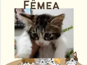 Gato raça Exótico idade 2 a 6 meses nome Docinho