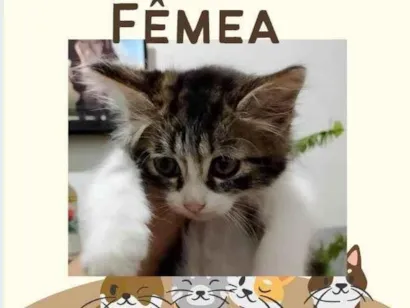 Gato raça Exótico idade 2 a 6 meses nome Docinho