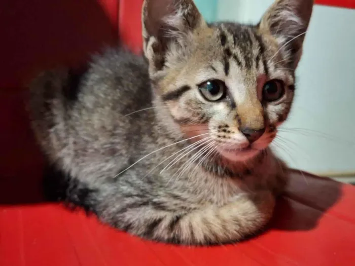 Gato ra a SRD-ViraLata idade 2 a 6 meses nome Zoe