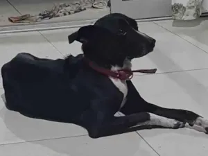 Cachorro raça SRD-ViraLata idade 4 anos nome Daniel Moraes (Nome do Cão: NEGÃO)