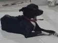 Daniel Moraes (Nome do Cão: NEGÃO)
