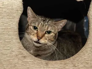 Gato raça SRD-ViraLata idade 3 anos nome Arwen