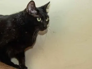 Gato raça SRD-ViraLata idade 1 ano nome Babette