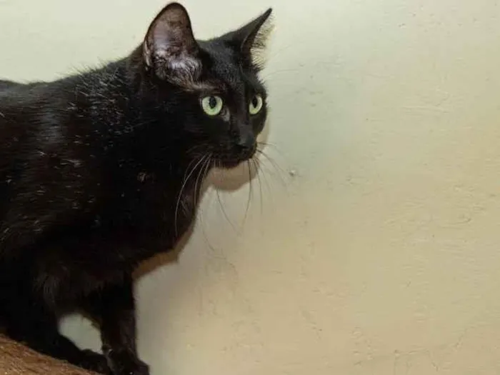 Gato ra a SRD-ViraLata idade 1 ano nome Babette