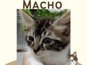 Gato raça Exótico idade Abaixo de 2 meses nome Algodão 