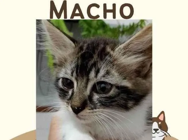 Gato ra a Exótico idade Abaixo de 2 meses nome Algodão 