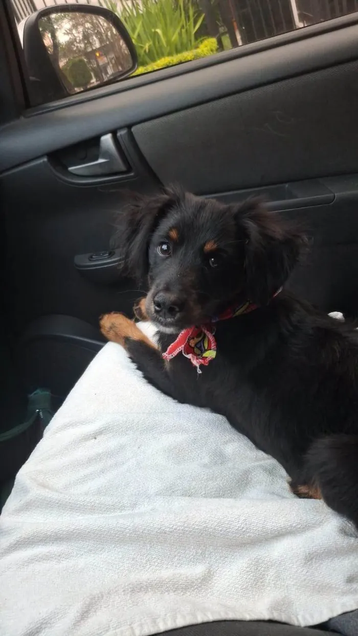 Cachorro ra a SRD-ViraLata idade 2 a 6 meses nome Banzé