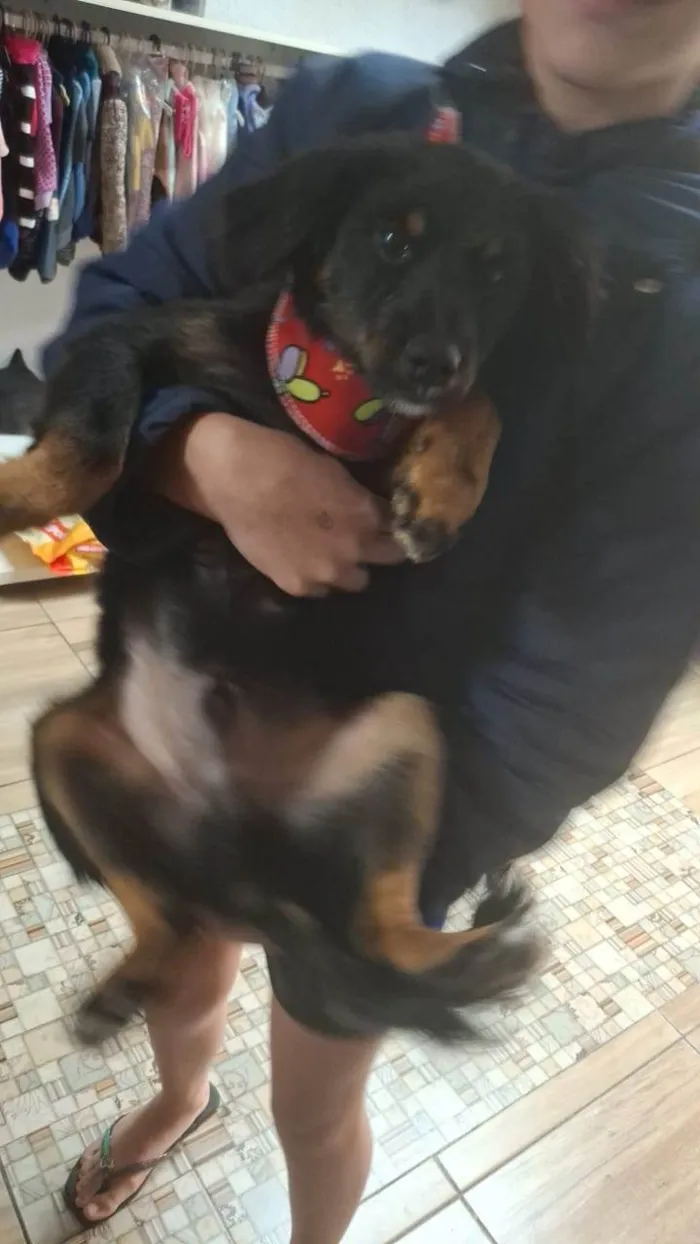 Cachorro ra a SRD-ViraLata idade 2 a 6 meses nome Banzé