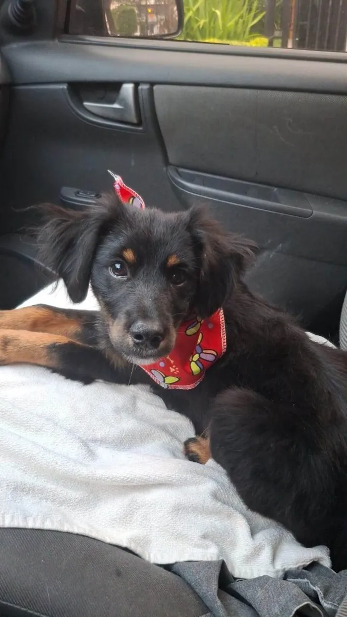 Cachorro ra a SRD-ViraLata idade 2 a 6 meses nome Banzé
