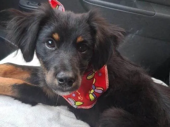 Cachorro ra a SRD-ViraLata idade 2 a 6 meses nome Banzé