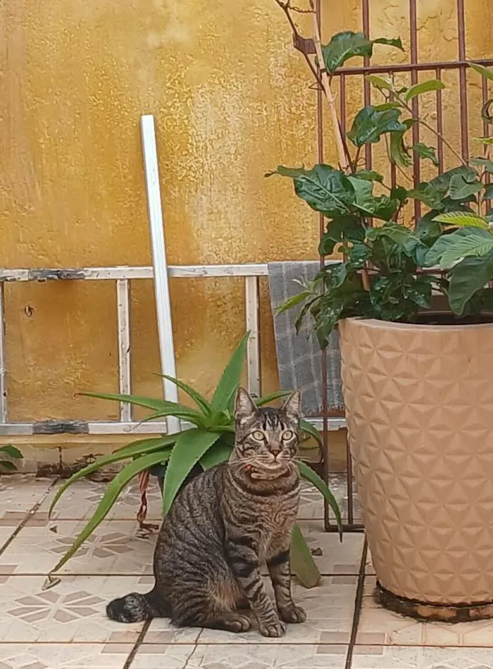 Gato ra a SRD-ViraLata idade 2 anos nome Café 