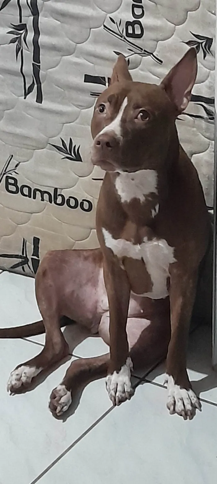 Cachorro ra a Pit-Bull idade 1 ano nome Estrela