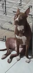 Estrela