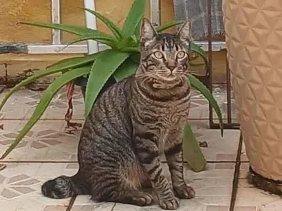 Gato raça SRD-ViraLata idade 2 anos nome Café 