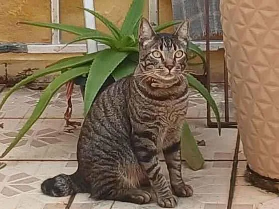 Gato ra a SRD-ViraLata idade 2 anos nome Café 