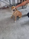 Poly  (provisórios)