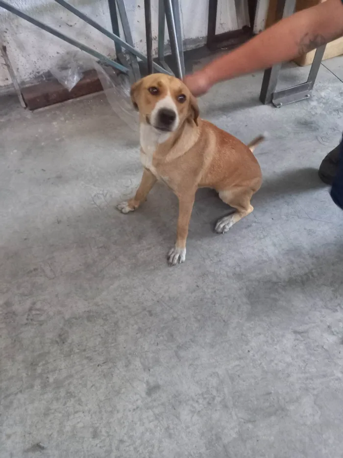 Cachorro ra a SRD-ViraLata idade 1 ano nome Poly  (provisórios)