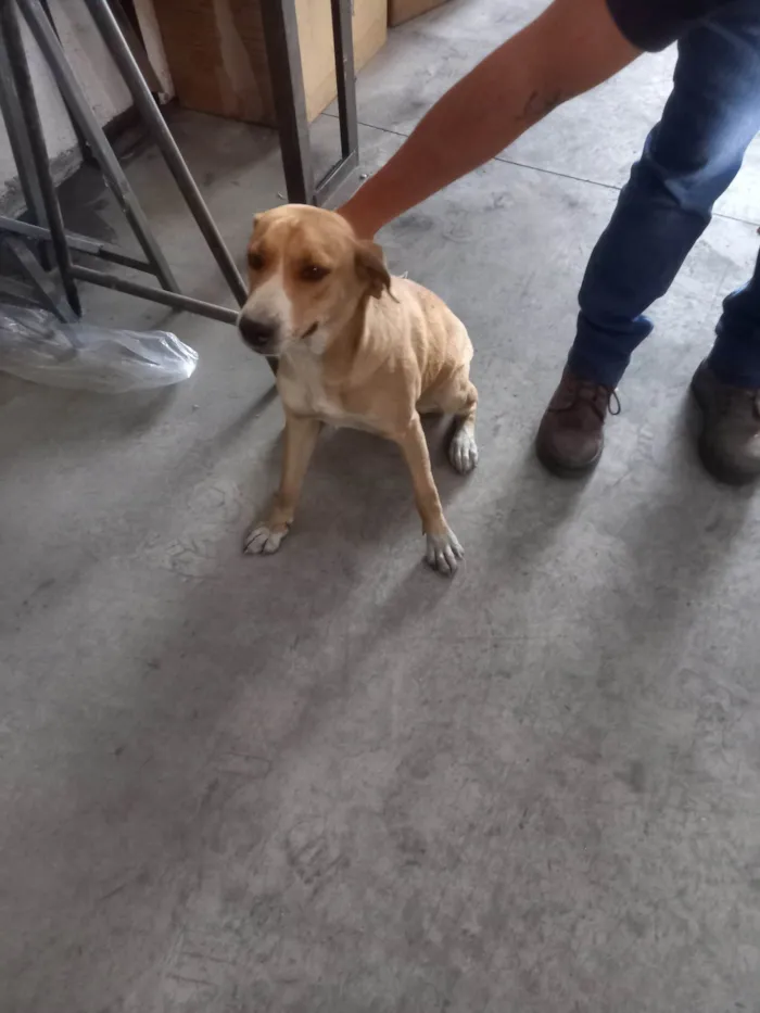 Cachorro ra a SRD-ViraLata idade 1 ano nome Poly  (provisórios)