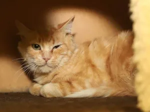Gato raça SRD-ViraLata idade 6 ou mais anos nome Casey