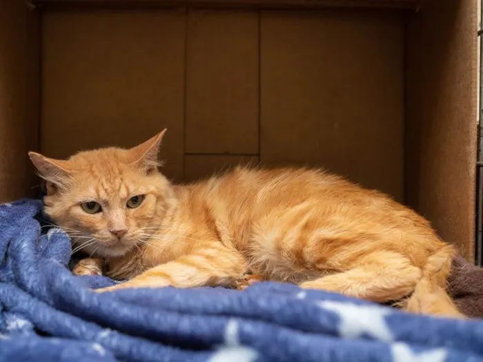 Gato ra a SRD-ViraLata idade 6 ou mais anos nome Casey