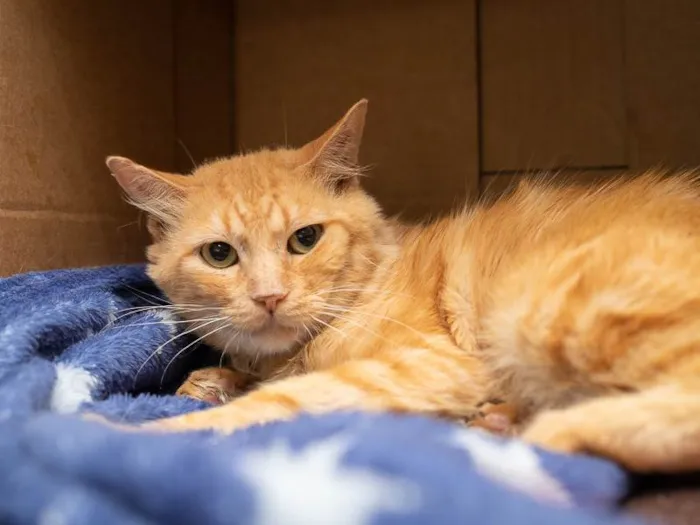 Gato ra a SRD-ViraLata idade 6 ou mais anos nome Casey