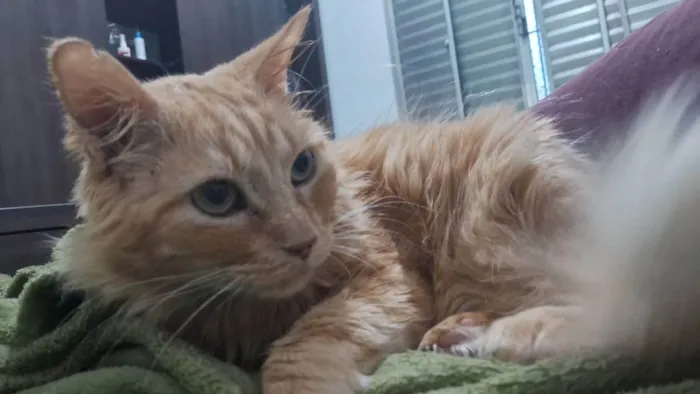 Gato ra a SRD-ViraLata idade 6 ou mais anos nome Casey