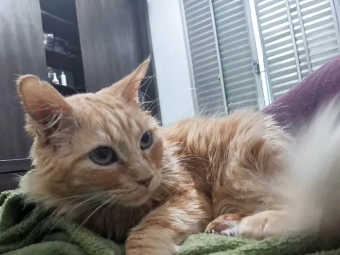 Gato ra a SRD-ViraLata idade 6 ou mais anos nome Casey